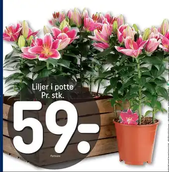 REMA 1000 Liljer i potte tilbud
