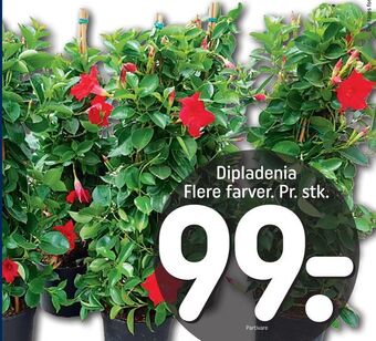 REMA 1000 Dipladenia tilbud