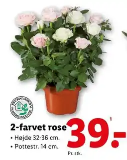 Lidl 2-farvet rose tilbud