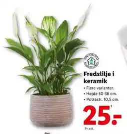 Lidl Fredslilje i keramik tilbud