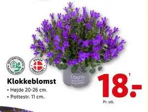 Lidl Klokkeblomst tilbud