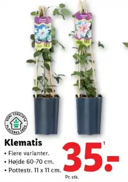 Lidl Klematis tilbud