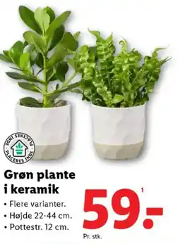 Lidl Grøn plante i keramik tilbud
