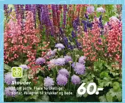 Bilka Stauder tilbud