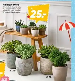 Bilka Palmemarked tilbud