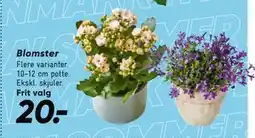 Bilka Blomster tilbud