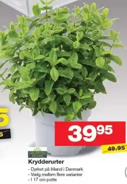 Bauhaus GROWING HOME Krydderurter tilbud