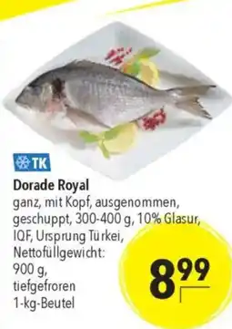 TK Dorade Royal