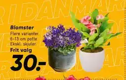 Bilka Blomster, DKK 30 tilbud