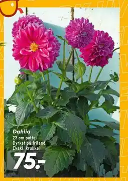 Bilka Dahlia, DKK 75 tilbud