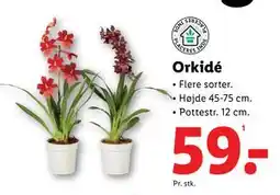 Lidl Orkidé, DKK 59 tilbud