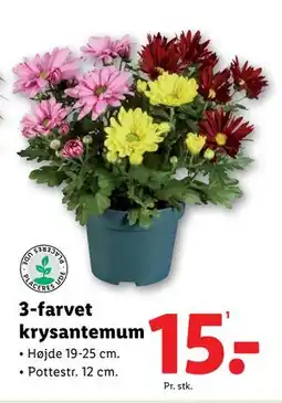 Lidl 3-farvet krysantemum, DKK 15 tilbud