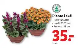 Lidl Plante i skål, DKK 35 tilbud
