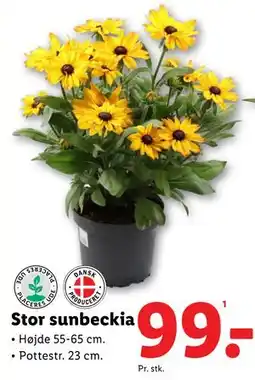 Lidl Stor sunbeckia, DKK 99 tilbud
