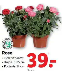 Lidl Rose tilbud