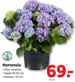 Lidl Hortensia tilbud