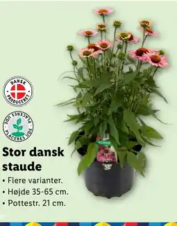 Lidl Stor dansk staude tilbud