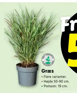 Lidl Græs tilbud
