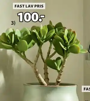 JYSK JOSTEIN kunstig plante, DKK 100 tilbud