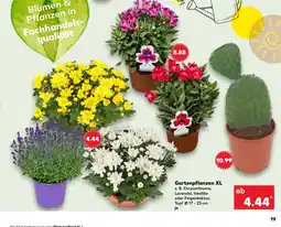 Kaufland Gartenpflanzen XL tilbud