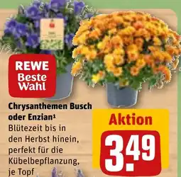 REWE DE Chrysanthemen Busch oder Enzian¹ tilbud