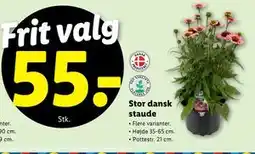 Lidl Stor dansk staude, DKK 55 tilbud