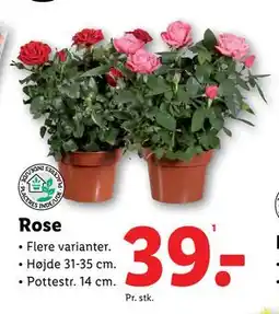 Lidl Rose, DKK 39 tilbud