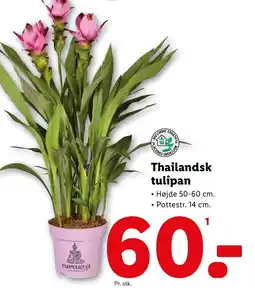 Lidl Thailandsk tulipan tilbud