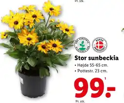Lidl Stor sunbeckia tilbud