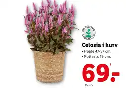 Lidl Celosia i kurv tilbud