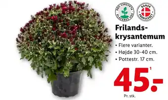 Lidl Frilands- krysantemum tilbud