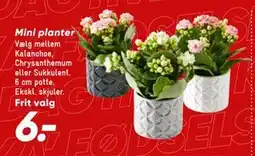 Bilka Mini planter, DKK 6 tilbud