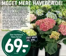 REMA 1000 Stor hortensia Flere farver, DKK 69 tilbud