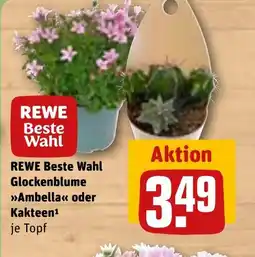 REWE DE Rewe beste wahl glockenblume ambella oder kakteen tilbud