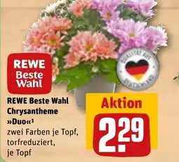 REWE DE Rewe beste wahl chrysantheme duo tilbud