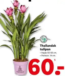 Lidl Thailandsk tulipan tilbud