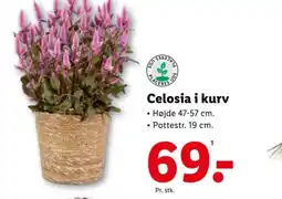 Lidl Celosia i kurv tilbud