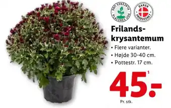 Lidl Frilands- krysantemum tilbud