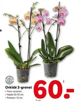 Lidl Orkidé 2-grenet, DKK 60 tilbud