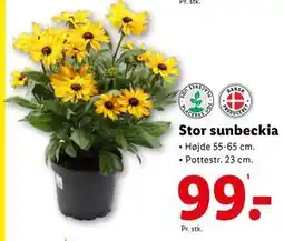 Lidl Stor sunbeckia, DKK 99 tilbud