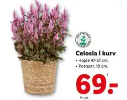 Lidl Celosia i kurv, DKK 69 tilbud