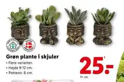 Lidl Grøn plante i skjuler, DKK 25 tilbud