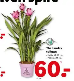 Lidl Thailandsk tulipan, DKK 60 tilbud