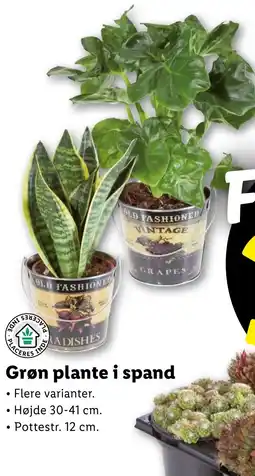 Lidl Grøn plante i spand tilbud