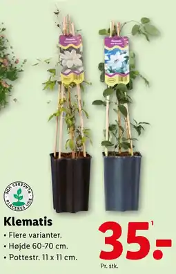 Lidl Klematis tilbud
