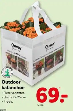 Lidl Outdoor Kalanchoe tilbud