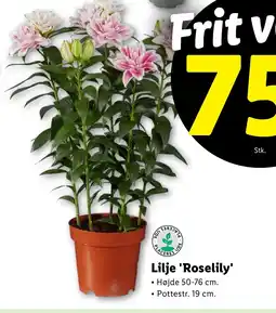 Lidl Lilje 'Roselily' tilbud