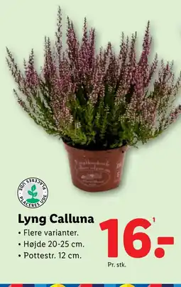 Lidl Lyng Calluna tilbud