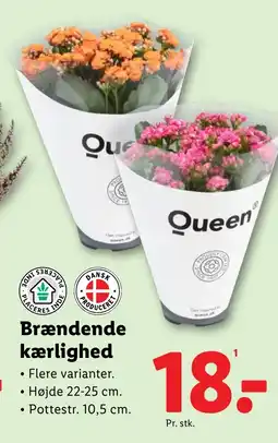 Lidl Brændende kærlighed tilbud