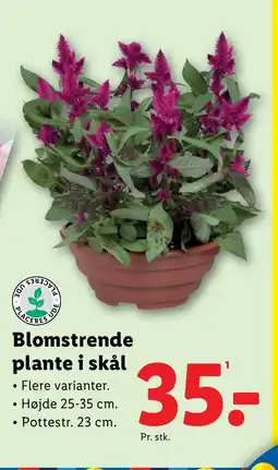 Lidl Blomstrende plante i skål tilbud
